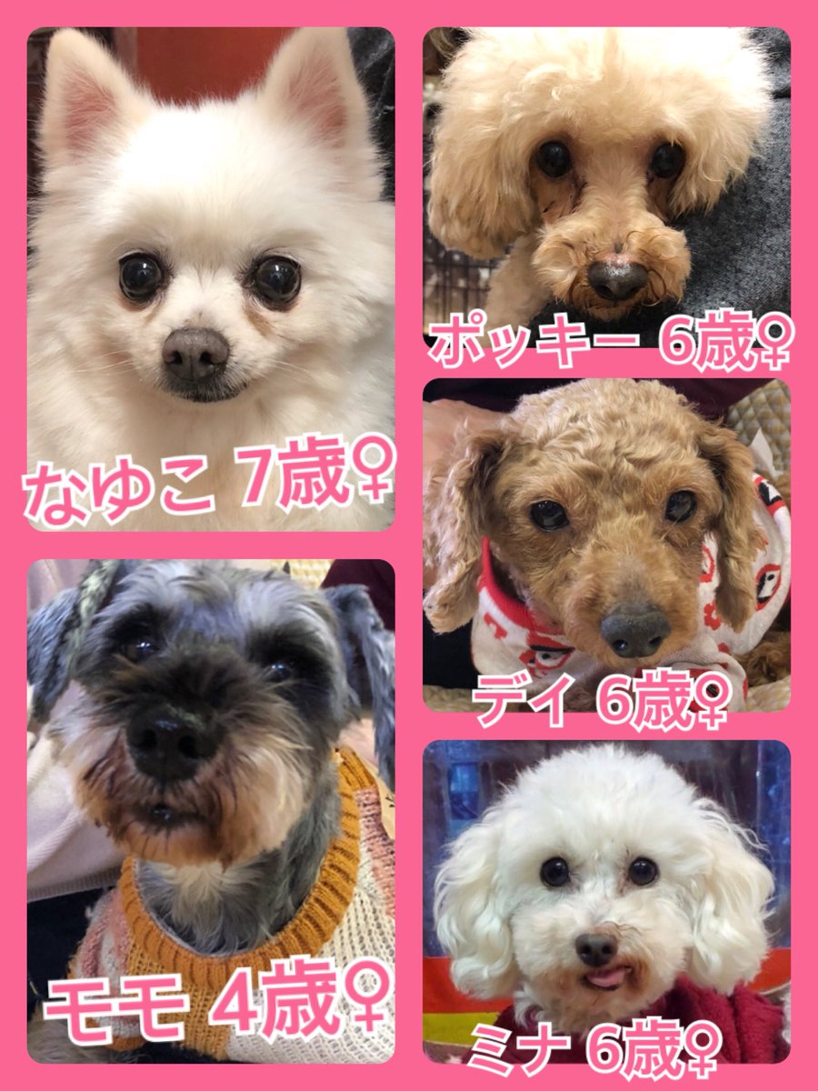 🐾今日の里親様募集中ワンコ🐶メンバーです🐾2020,2,9